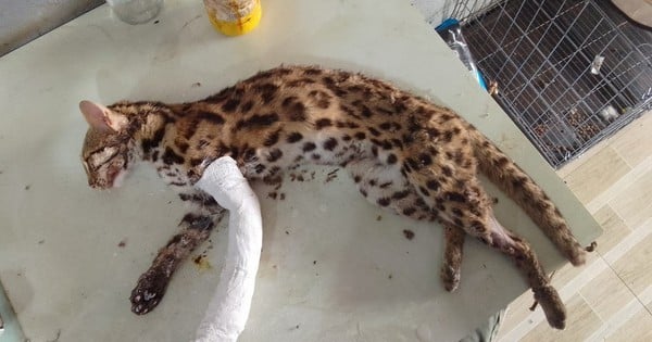 Un veterinario visita el mercado y descubre un raro gato leopardo atrapado en Binh Phuoc