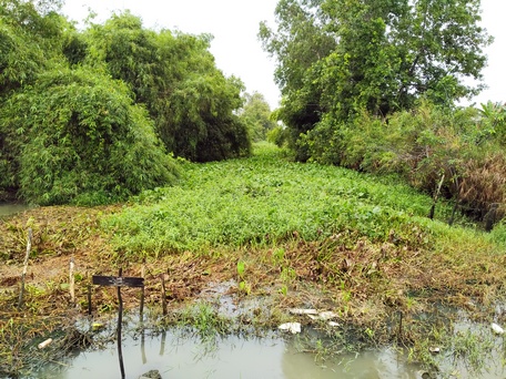 Jacinto de agua en un canal en la comuna de My Thuan, distrito de Binh Tan.