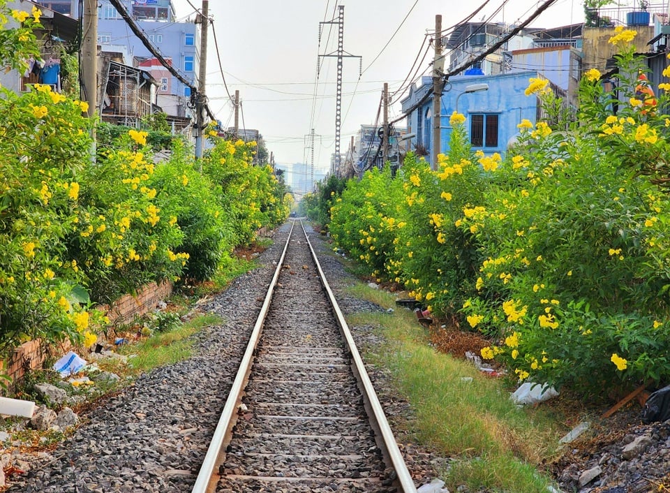 In vielen Bezirken von Ho-Chi-Minh-Stadt blühen auf beiden Seiten der Bahngleise gelbe Trompetenblumen. Ich habe Bahnpass