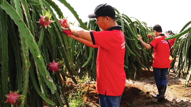 果物と野菜の輸出は最大70％増加し、過去最高の55億ドルに達する可能性がある。