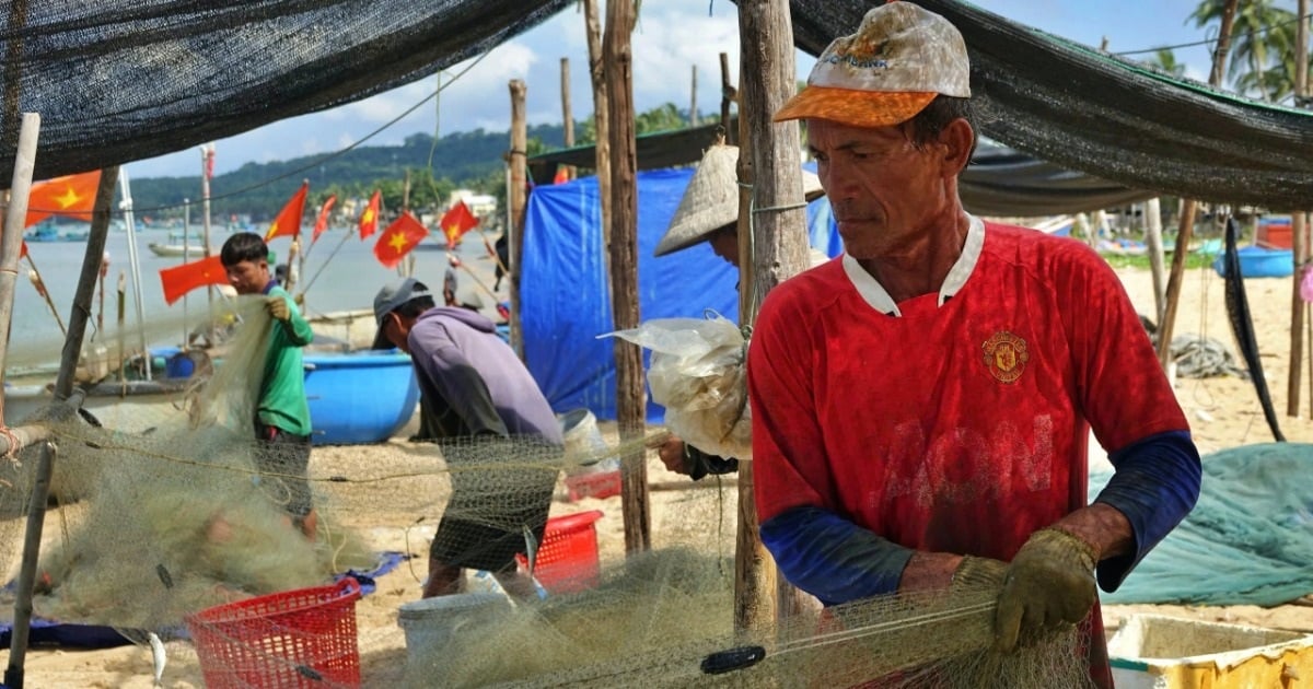 フーコック島で「生きたまま食べる」魚を捕獲し、漁師たちは毎日数百万ドルを稼ぐ