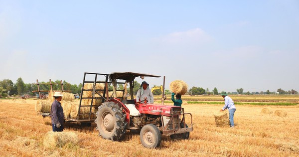 Straw, this kind of trash, was seen thrown all over the fields in Tay Ninh. The villagers went to collect it and sell it for a high salary.