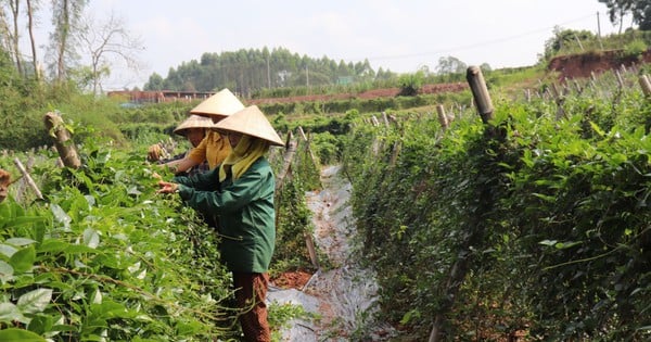 El ginseng de montaña se cultiva con éxito en Bac Giang, la raíz es rica en saponina como el ginseng coreano, las flores se venden bien.