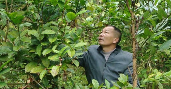 En un distrito de Quang Ninh, la gente se está enriqueciendo cultivando flores especiales de té amarillo, recogiéndolas y vendiéndolas por un precio que casi llega al oro.