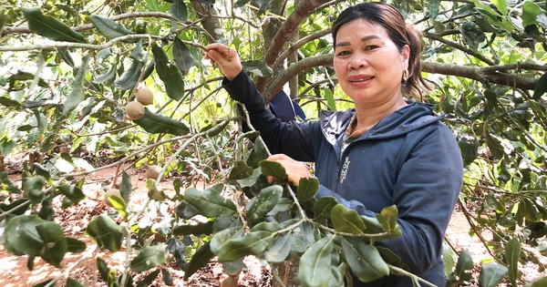 Developing family economy through intercropping macadamia