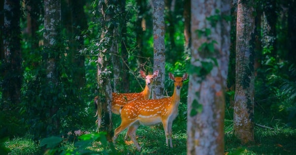 Vivez une visite nocturne unique au parc national de Cuc Phuong