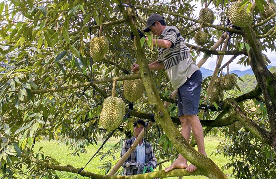 Nông dân Khánh Hòa phấn khởi vì giá sầu riêng lần đầu “lập đỉnh” ảnh 3