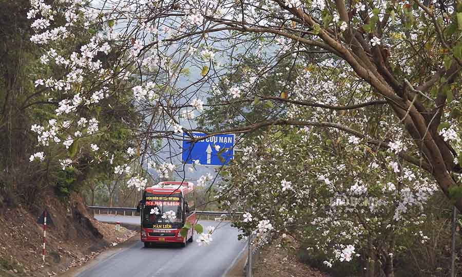 After nearly 10 years of organization, the Ban Flower Festival has gradually become a brand and a typical product of Dien Bien Tourism.