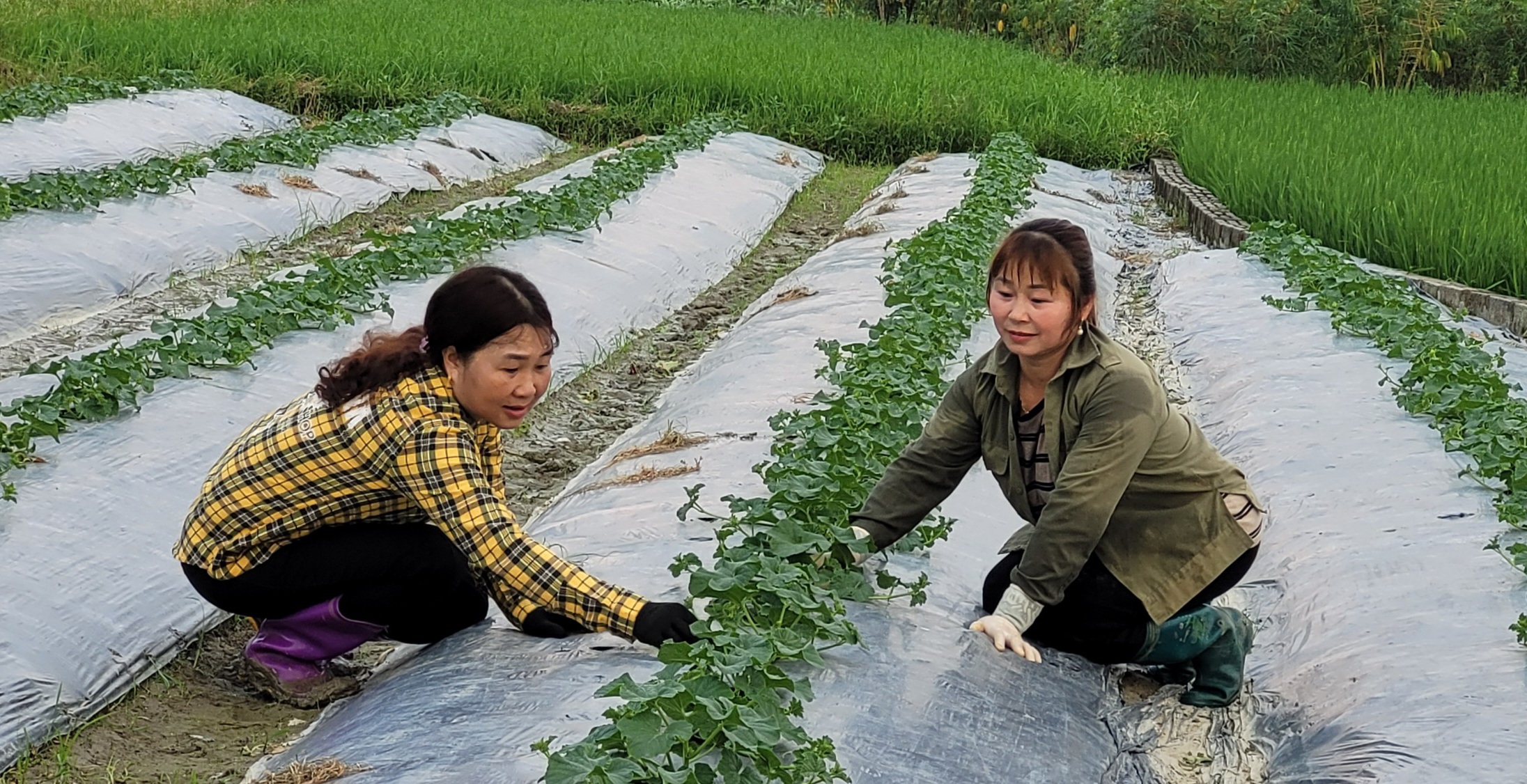 Thoát nghèo nhờ mô hình tổ hợp tác rau an toàn- Ảnh 1.