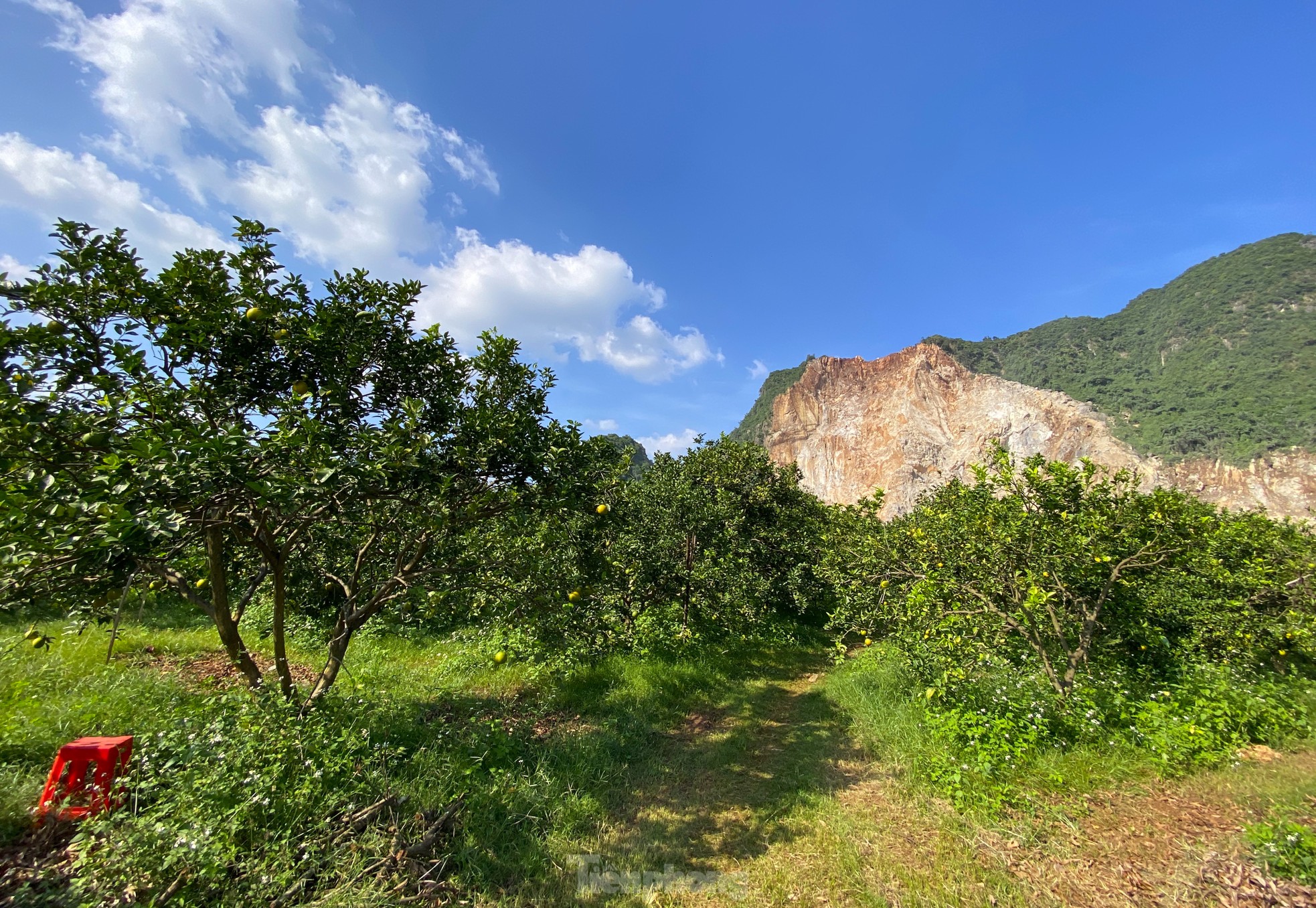 Old farmer from Nghe An reveals secret to prevent specialty oranges from falling off photo 1