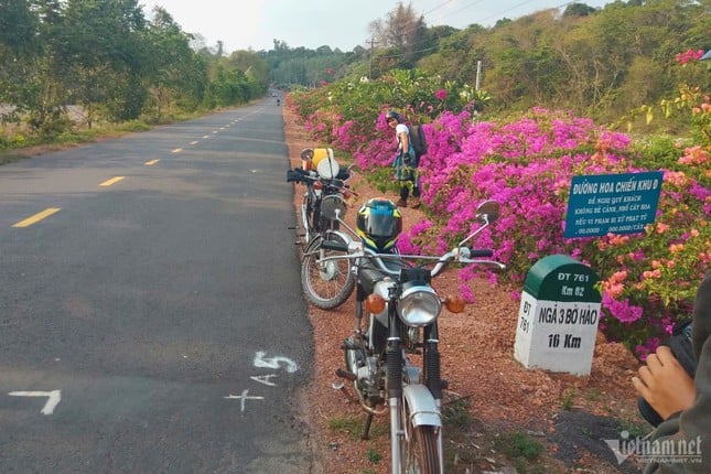 El misterio del camino de buganvillas de 25 km en medio de la selva en Dong Nai foto 8