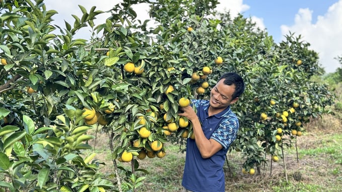 Nổi tiếng nhờ chất lượng và hình thức đẹp, quả đều nên cam giòn Thượng Lộc được khách hàng rất ưa chuộng. Ảnh: Ánh Nguyệt.