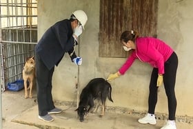 전 주에 광견병 예방접종을 받아야 할 사례가 약 3,400건입니다.