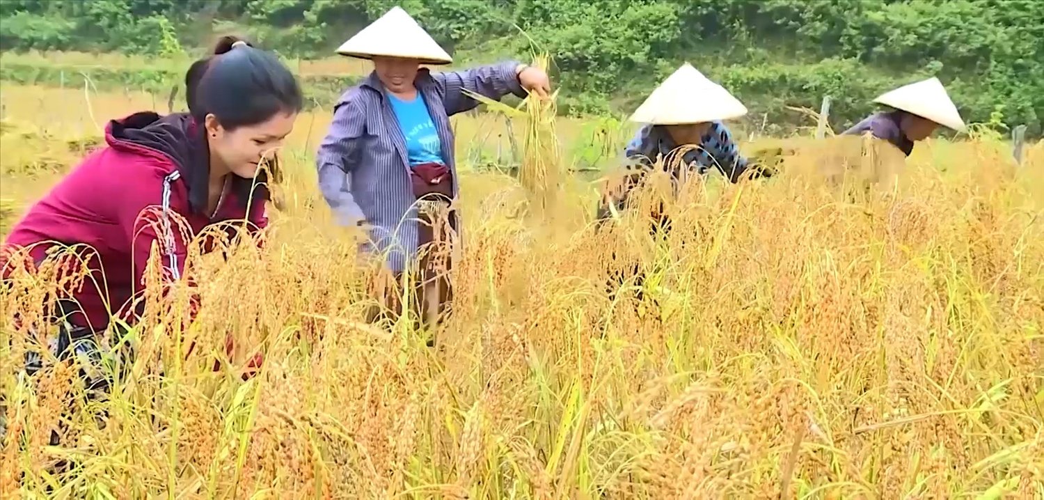 Lúa nếp Cay Nọi, mở ra cơ hội thoát nghèo cho nhiều hộ dân trên địa bàn huyện Mường Lát