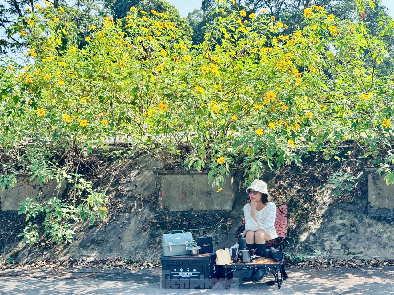 Multitudes se congregan ante los girasoles silvestres en los suburbios de Hanoi, foto 12