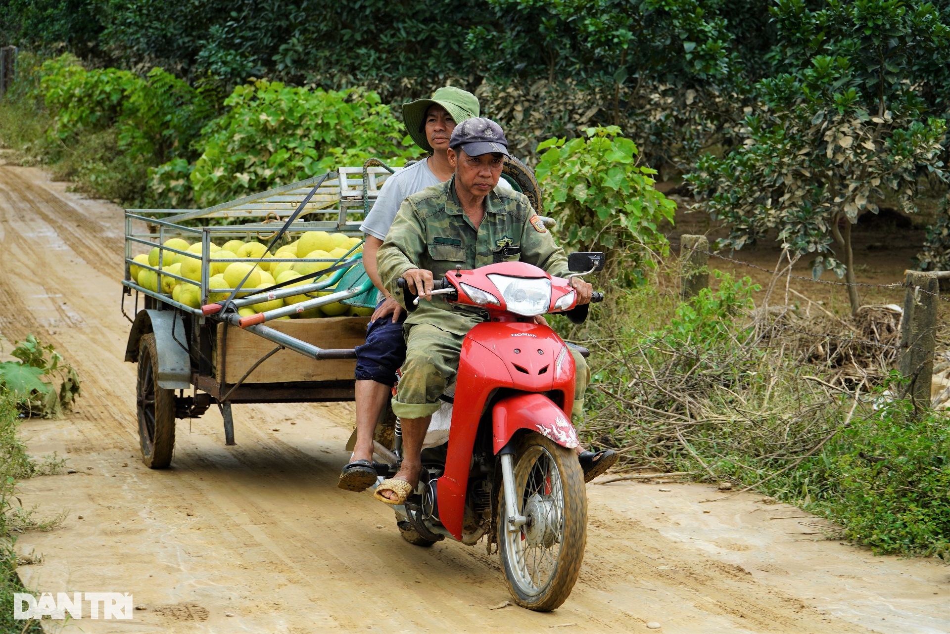 Hàng chục héc ta cây ăn quả đặc sản chìm trong nước lũ, dân vớt vát tài sản - 9