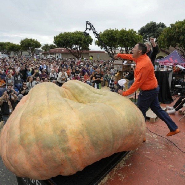 Teacher grows pumpkin weighing more than 1.2 tons, sets world record