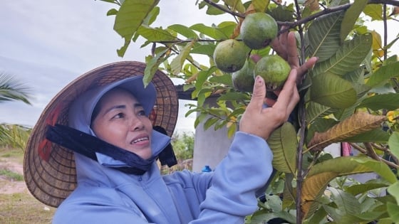 Cultiver des goyaves biologiques sur des terres sablonneuses, rapportant un demi-milliard de dongs par an