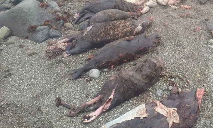 Intact otters were removed from the belly of a stranded female killer whale. Photo: Sergey V. Fomin