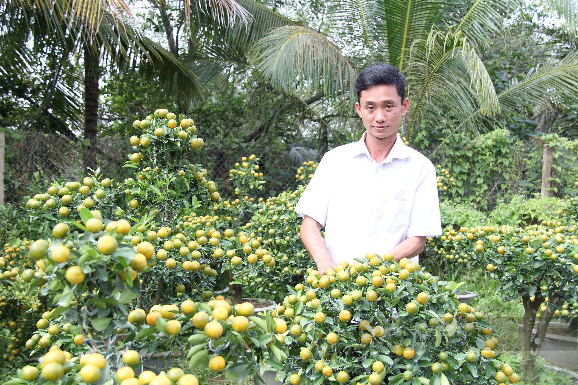 Tắc kiểng dáng thế đẹp được chăm qua 2 năm, chàng trai Bến Tre hy vọng bán sạch dịp Tết với giá từ 2,5-5 triệu/chậu - Ảnh 2.