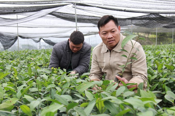 Những vườn ươm lựa chọn nguồn hạt giống quế từ những cây trội bản địa đảm bảo chất lương cho bà con trồng đại trà. Ảnh: Thanh Tiến.