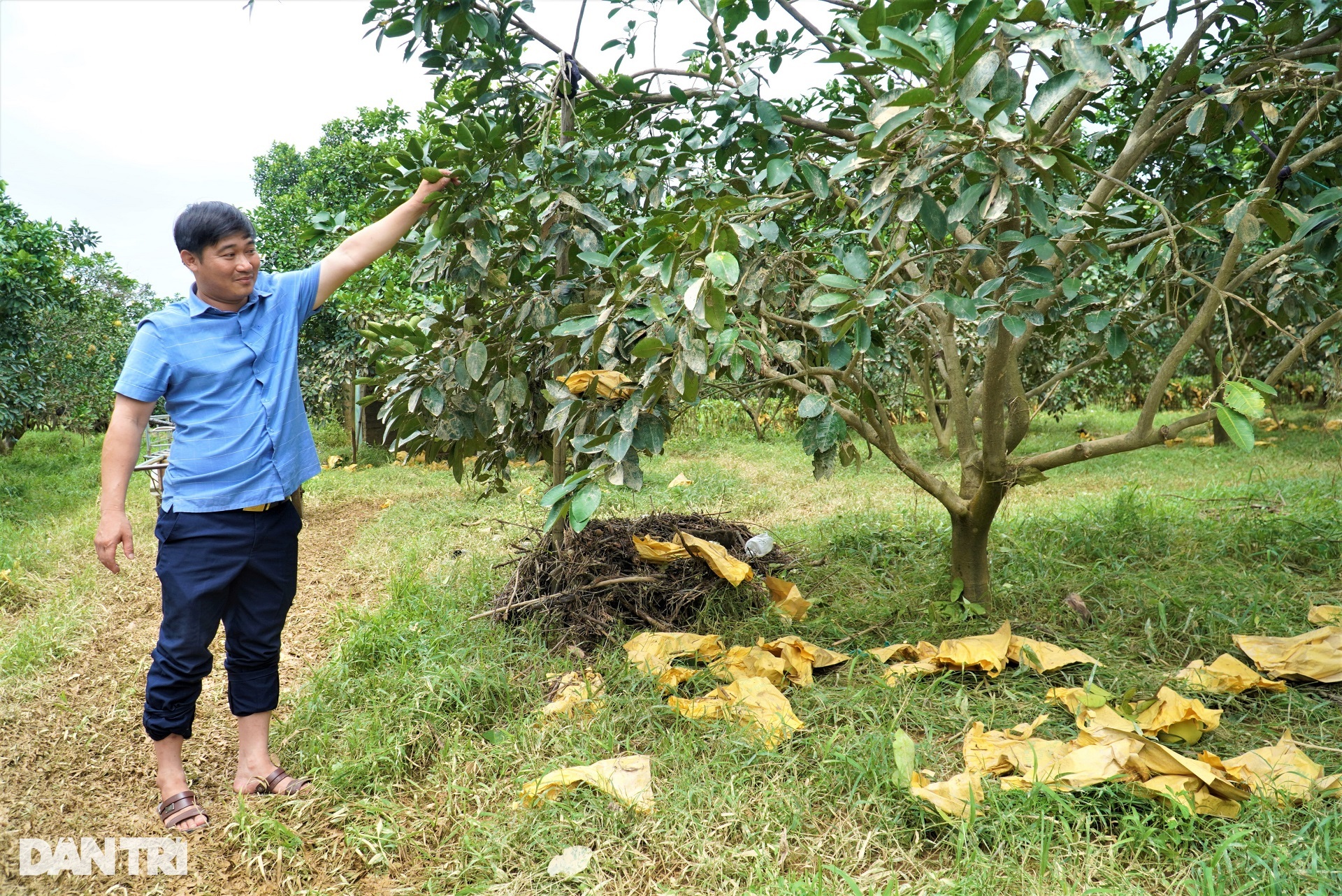 Hàng chục héc ta cây ăn quả đặc sản chìm trong nước lũ, dân vớt vát tài sản - 2