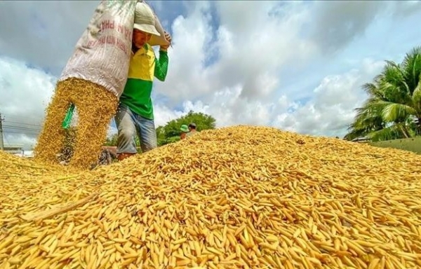 Los precios del arroz de exportación se mantienen estables al final de la semana