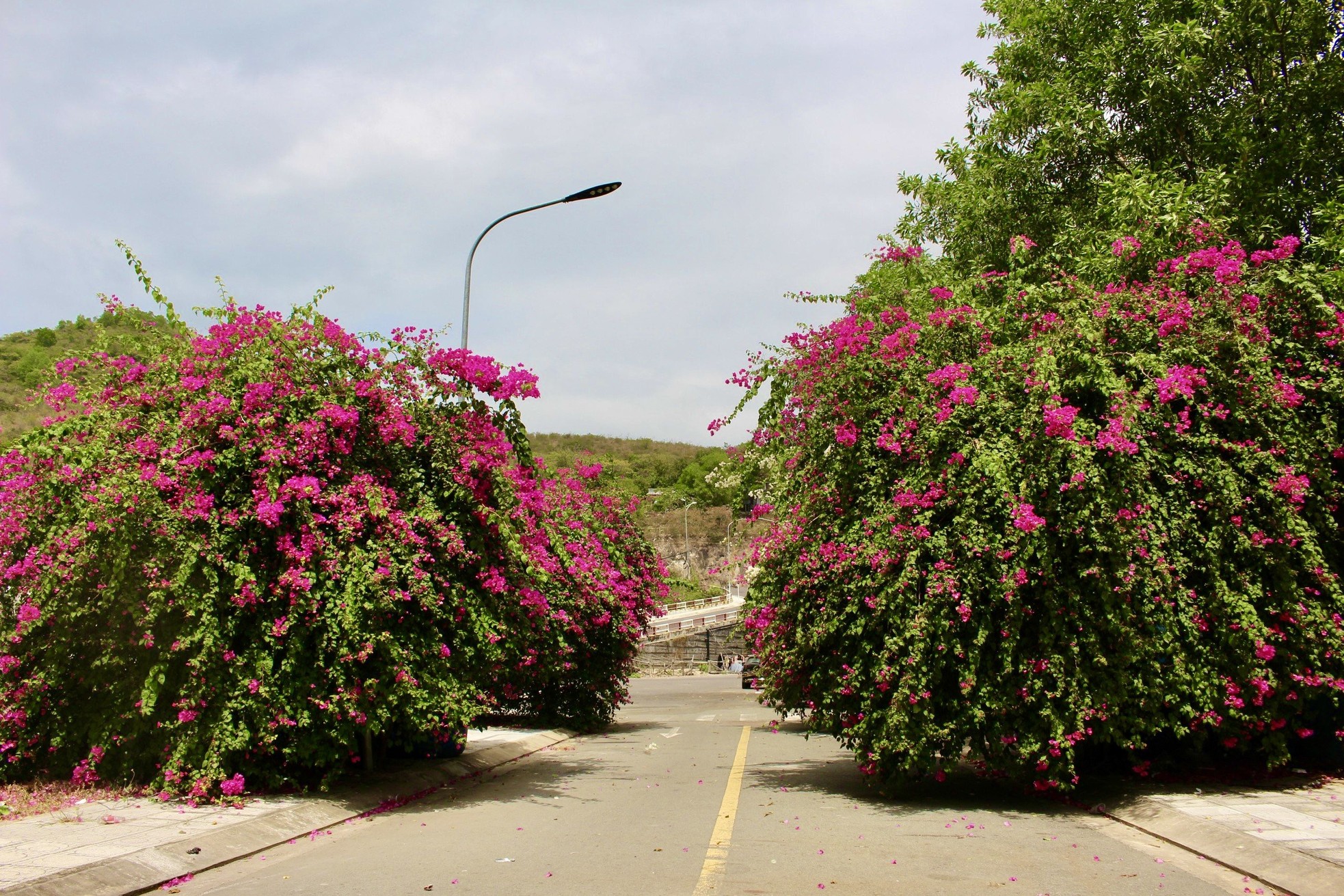 Junge Leute schauen gerne in der leuchtenden Bougainvillea-Straße in Nha Trang vorbei. Foto 9