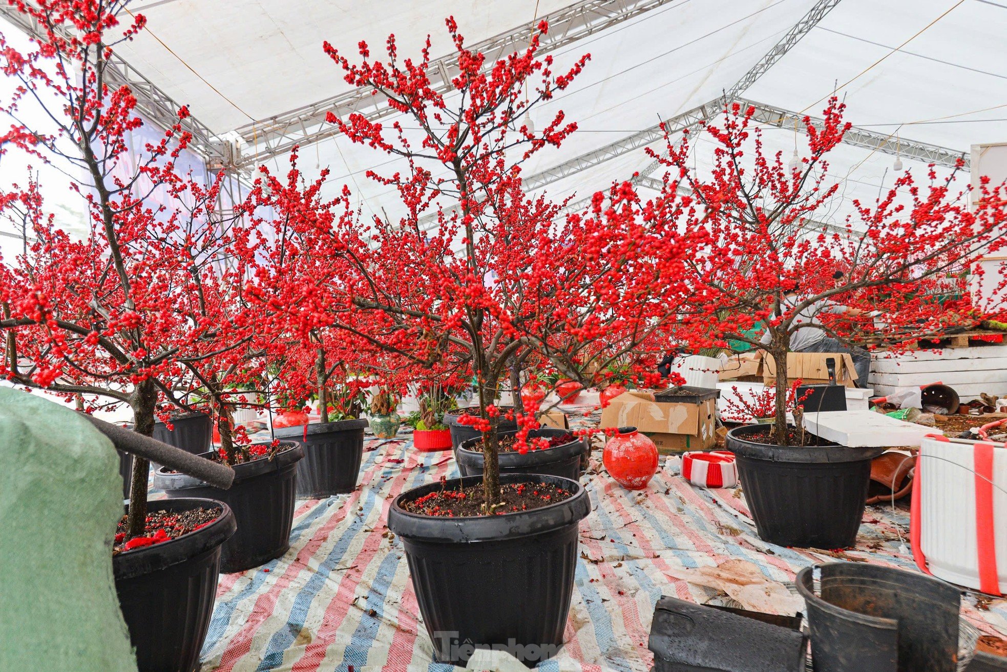 Fresh peach blossoms combined with driftwood worth hundreds of millions of dong still attract customers photo 9