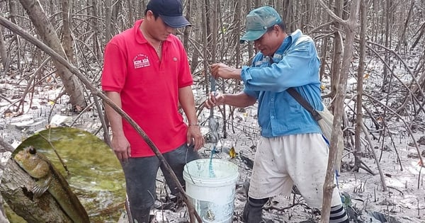 In Ca Mau gibt es eine Fischart, die schlau und flink ist, sodass Jäger viele Pläne schmieden und sich viele Wege ausdenken müssen, um sie zu fangen.