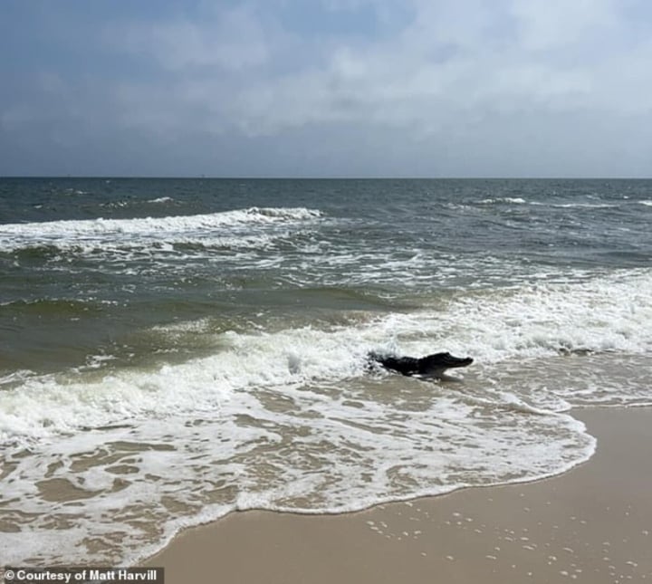 Les crocodiles prennent tranquillement le soleil et profitent des vagues sur la plage - 1