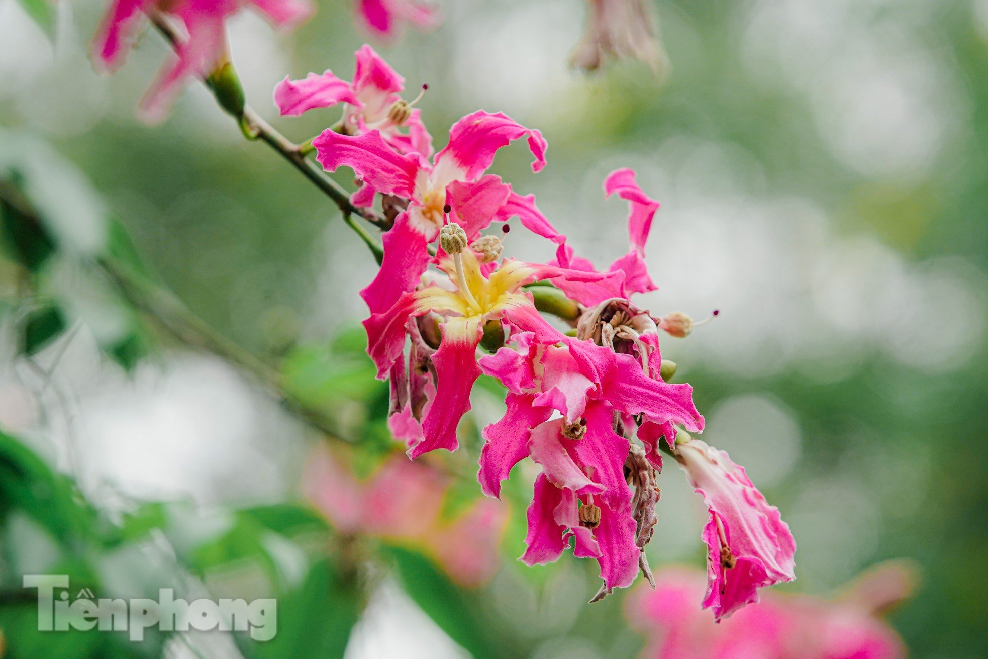 Bewundern Sie die bezaubernde Pracht der wunderschönen Blumen im Herzen von Hanoi Foto 8