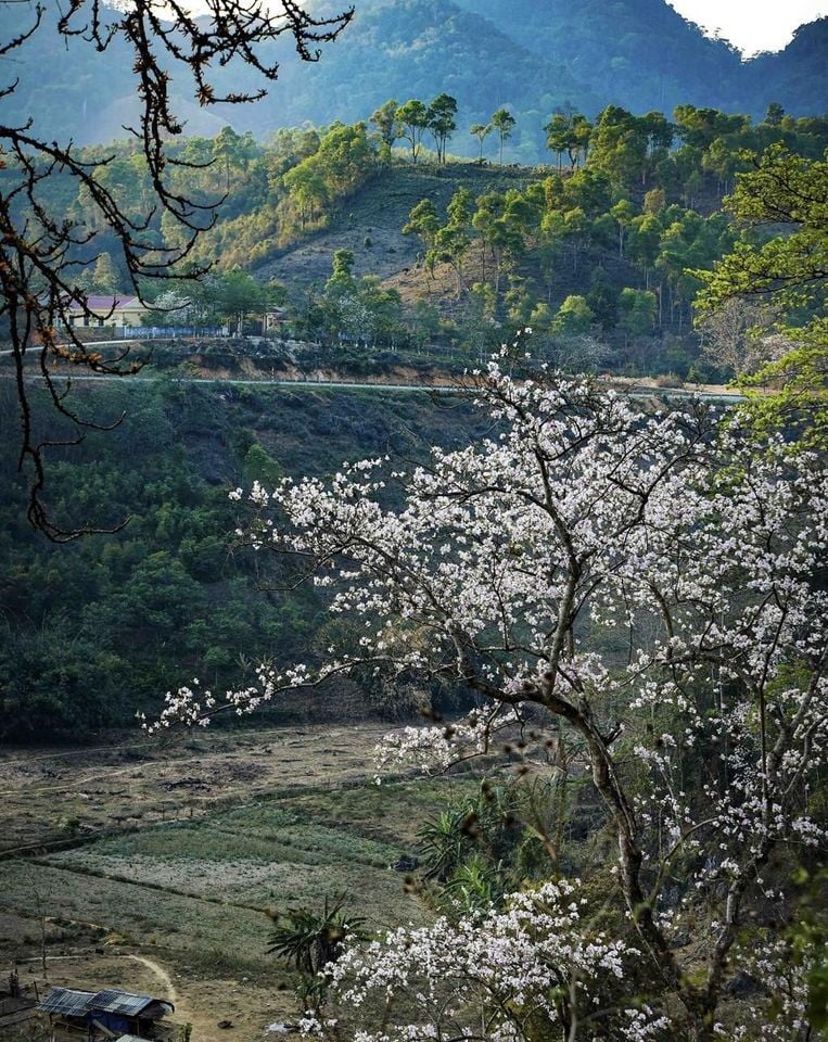 Điện Biên