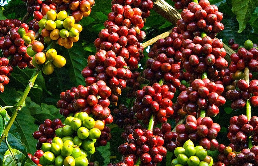 Robusta coffee prices turn down