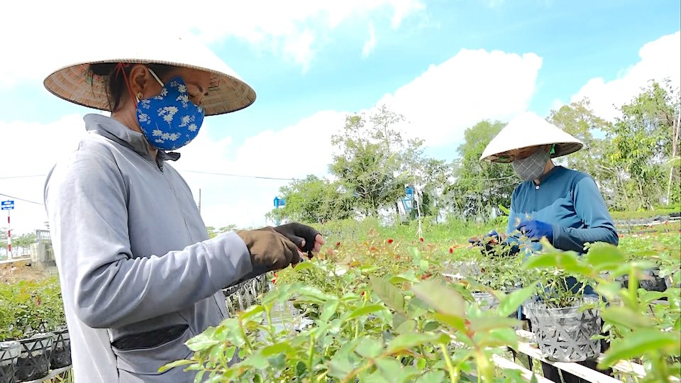 Các thành viên trong Tổ hợp tác hoa kiểng Tân An tất bật chăm sóc hoa kiểng để cung ứng cho Festival hoa kiểng Sa Đéc 2023. Ảnh: Thanh Thanh