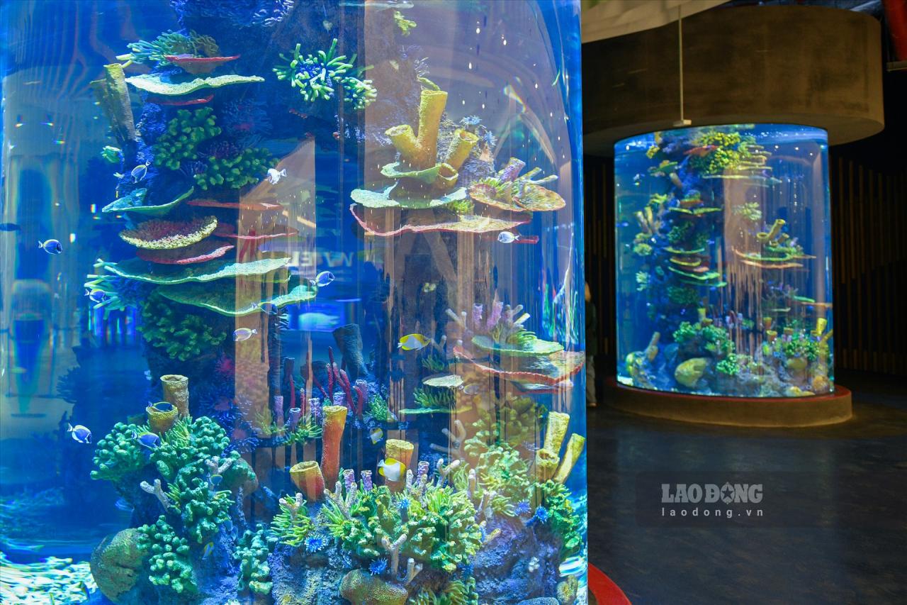 Das LOTTE World Aquarium Hanoi wird am 1. August offiziell für den Empfang von Gästen geöffnet.