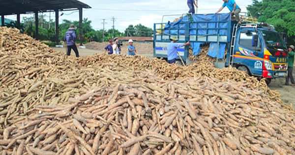 En trois mois, la Chine a dépensé plus de 400 millions de dollars pour importer du manioc du Vietnam.