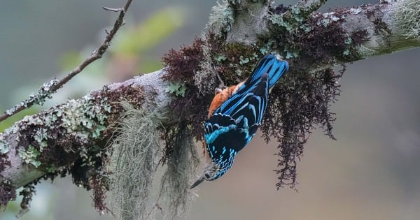 ベトナム野生鳥類・動物写真コンテストでは、野生生物に危害を与える写真は受け付けません。