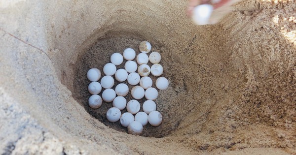 Llamativo nido de huevos de tortuga marina en Hon Cau