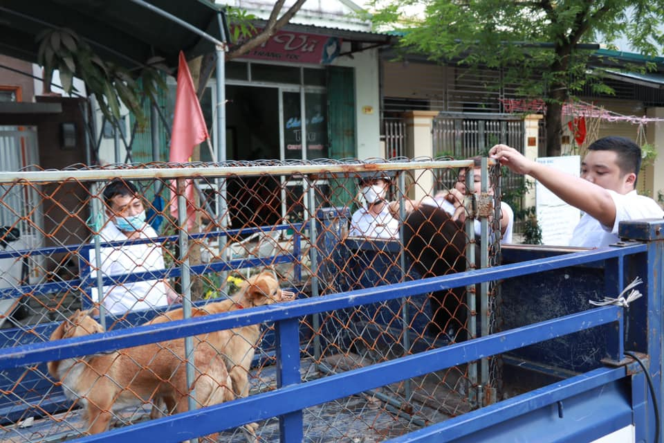 Ka Long Ward, Mong Cai City, handles stray dogs