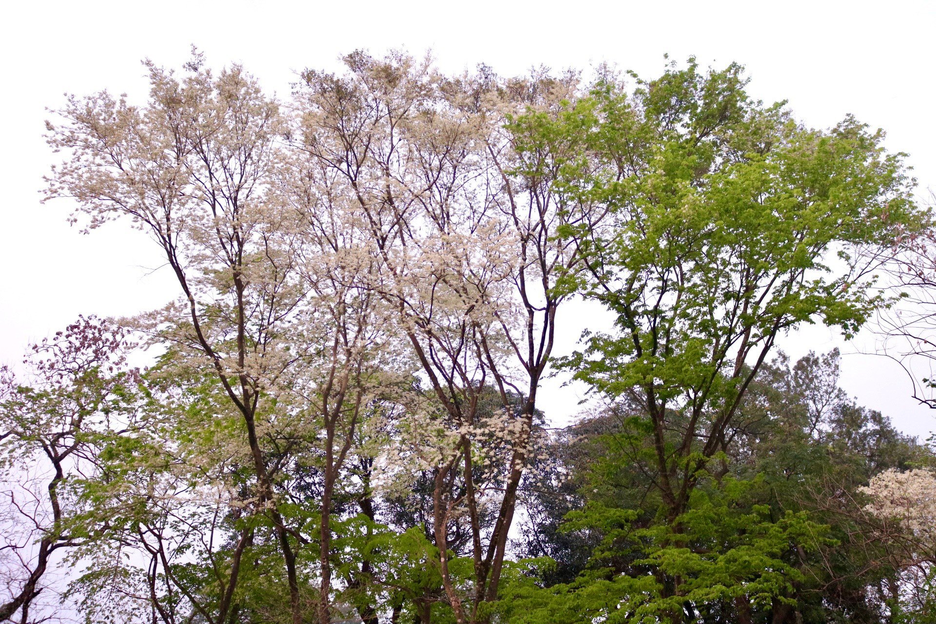 De nombreux coins de rues de Hanoi sont recouverts de neige avec la couleur blanche pure des fleurs de Sua photo 2