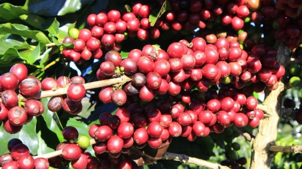 A special crop of Vietnamese coffee