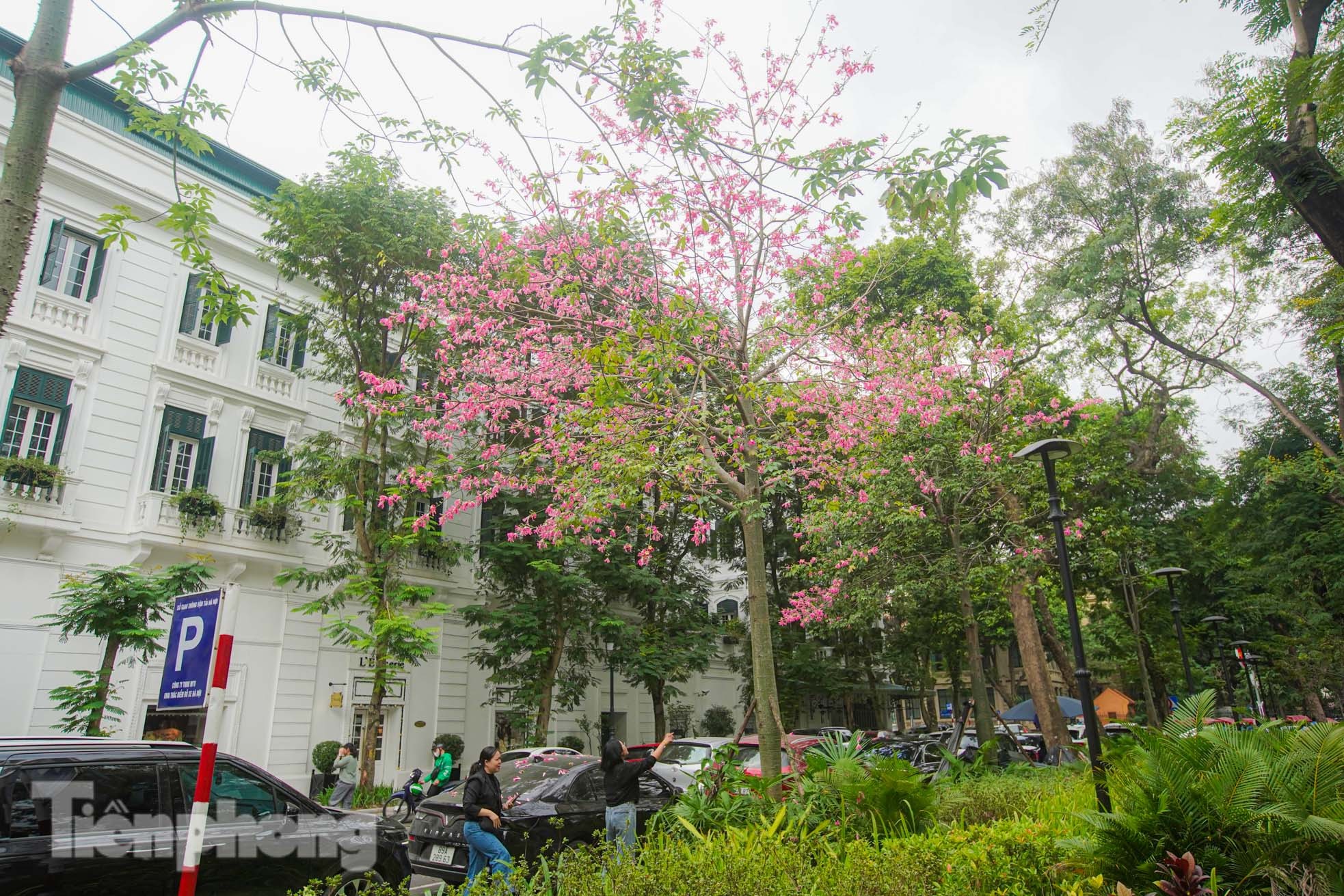 Bewundern Sie die faszinierende Pracht der wunderschönen Blumen im Herzen von Hanoi Foto 2