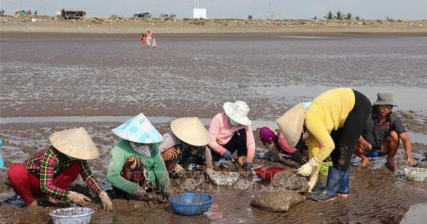 Nuôi con nghêu dày đặc ngoài biển Gò Công đạt chuẩn quốc tế, nông dân Tiền Giang đang giàu lên