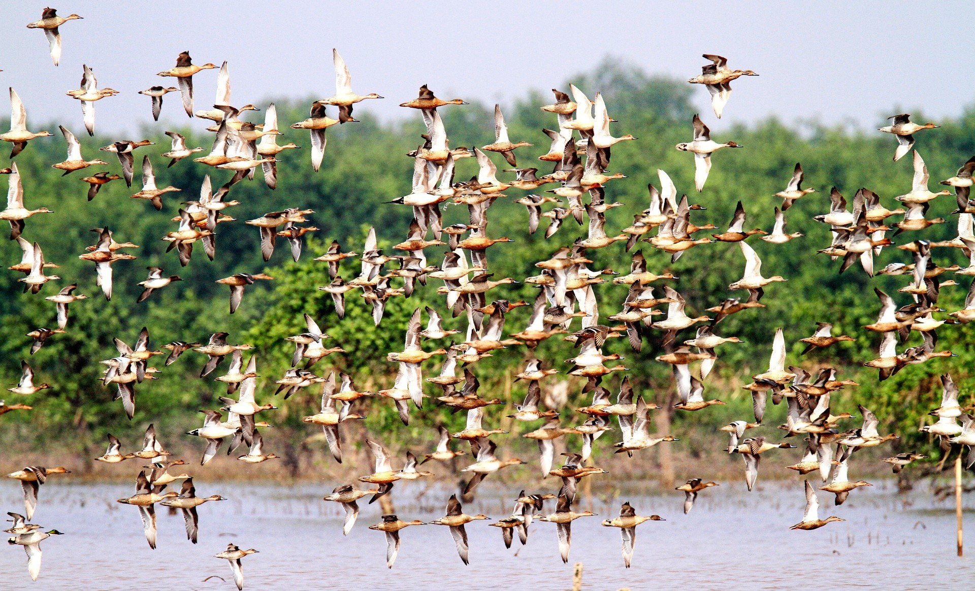 Xuan Thuy Nationalpark als ASEAN Heritage Park nominiert