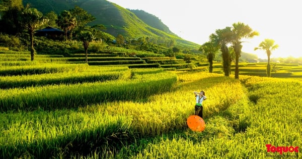 Về thủ đô gió ngàn ngắm mùa lúa chín ở bản Tèn