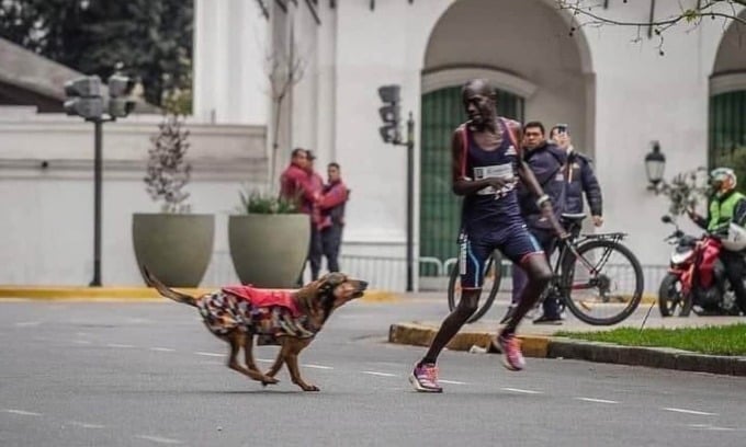 Köpeğin, 24 Eylül 2023'te Buenos Aires Maratonu yarışında Ngeno'yu kovaladığı an. Fotoğraf: AFP