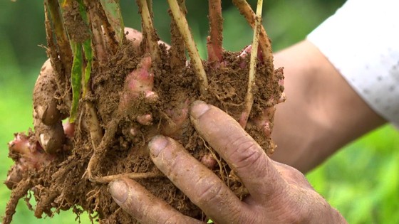 Gừng gió mở ra cơ hội phát triển vùng chuyên canh, bảo tồn cây dược liệu bản địa