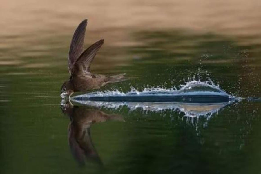 Welt – Erstaunliche Vogelart, die ein ganzes Jahr lang fliegen kann, ohne zu landen (Foto 5).