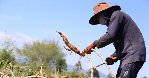 China bewertet eine Stärkesorte aus Vietnam in zweierlei Hinsicht als minderwertiger als ein Produkt aus Thailand.